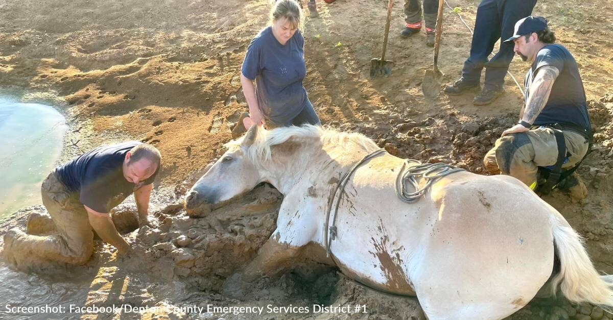 Texas First Responders Rescue Draft Horse Trapped In Thick Mud