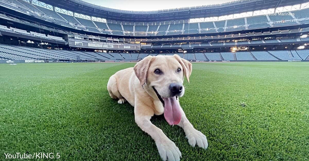 Seattle Mariners Save Dog From Euthanasia, Adopt Him As Their New Clubhouse  Dog - The Animal Rescue Site News