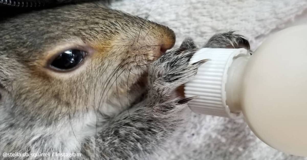 image - Man Rescues Baby Squirrel And Now The Squirrel Won’t Leave