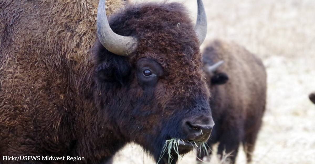 The US Marine Corps Has Maintained Its Own Private Herd of American Bison Since 1973