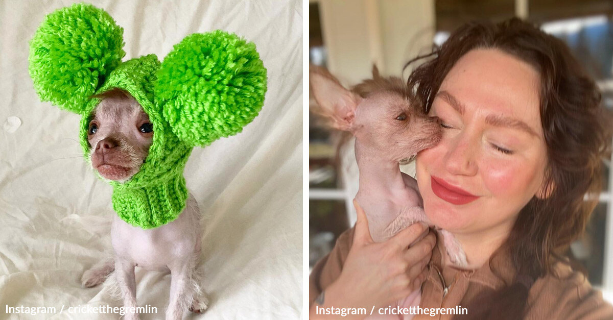 image - Meet Cricket — The Most Adorable ‘Gremlin’ On Instagram