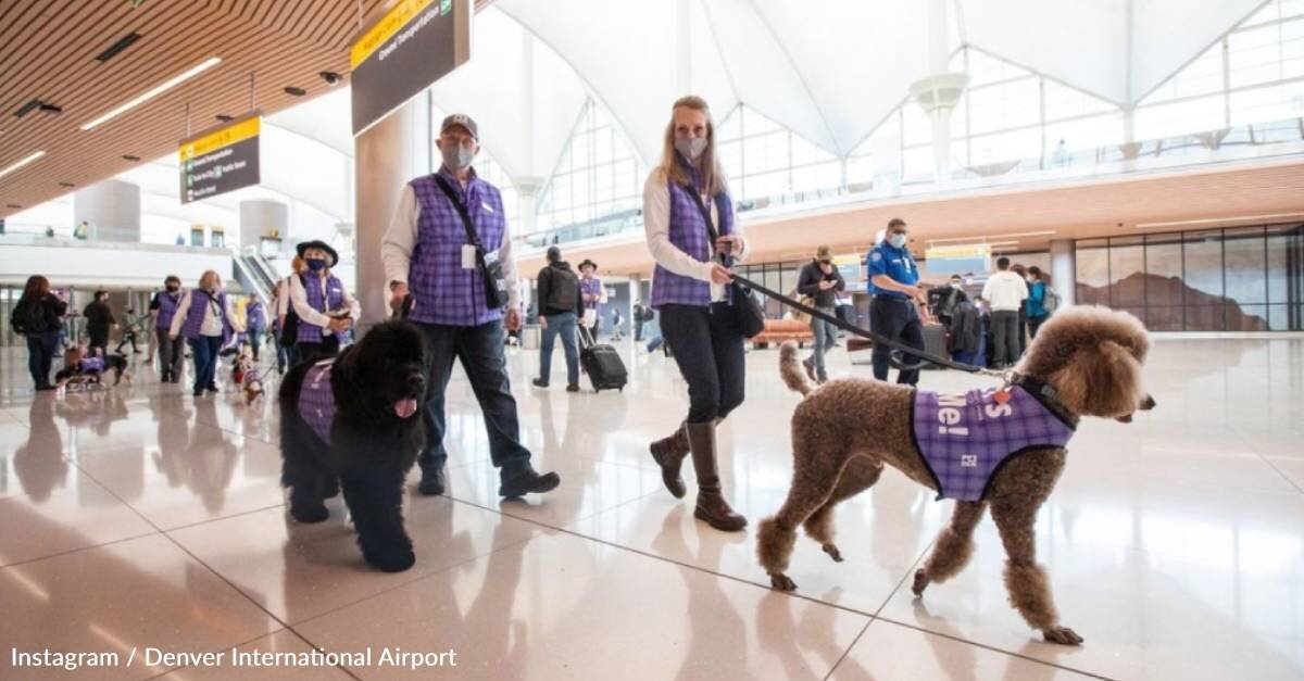 image - Denver International Airport Sets World Record for Largest Airport Therapy Animal Program