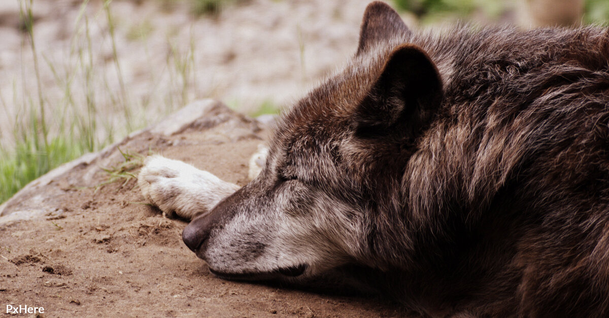 A Man’s Life was Saved by the Same Wolf He Helped Four Years Ago
