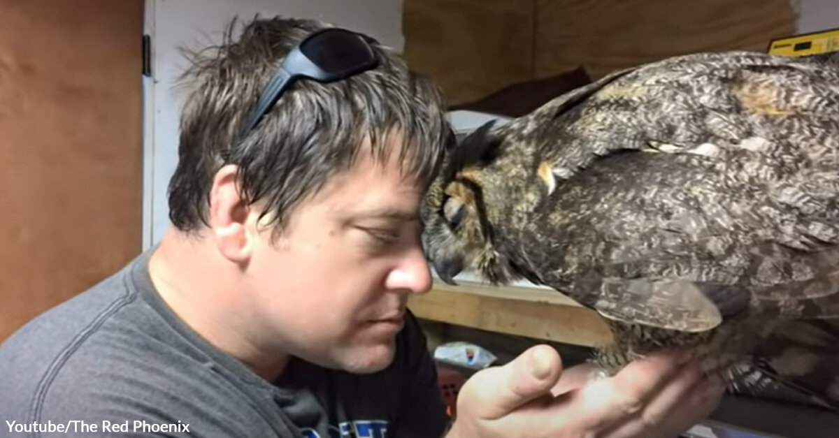 Owl Welcomes Her Rescuer with a Long Hug. Watch the Heartfelt Reunion!