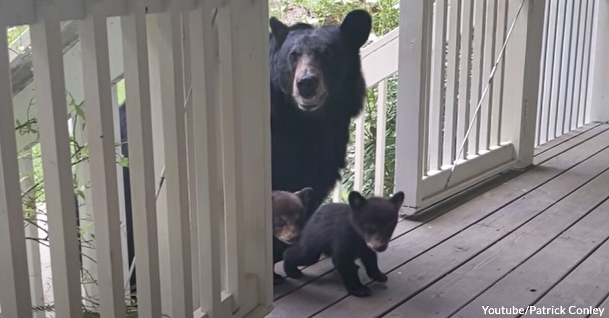 Patrick Finally Meets the Little Cubs of His Bear Friend Simone