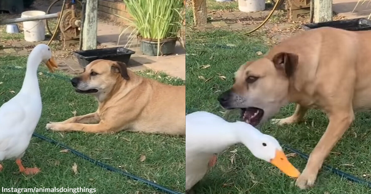 This Duck Exactly Knows What Buttons to Push to Annoy a Dog