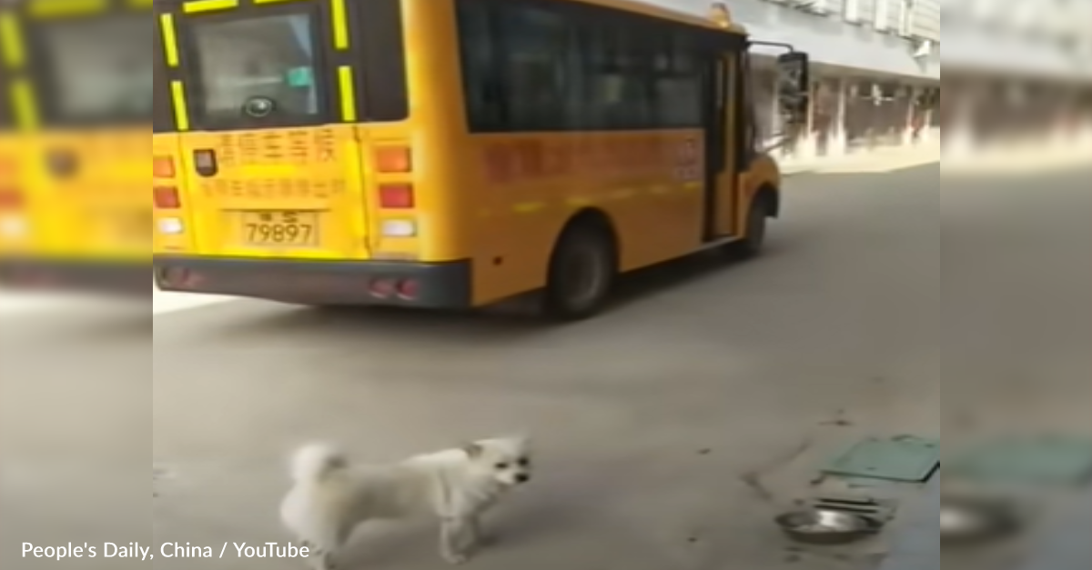 Sweet Pup Escorts 5-Year-Old BFF On And Off The Bus Every Day - The Animal  Rescue Site News