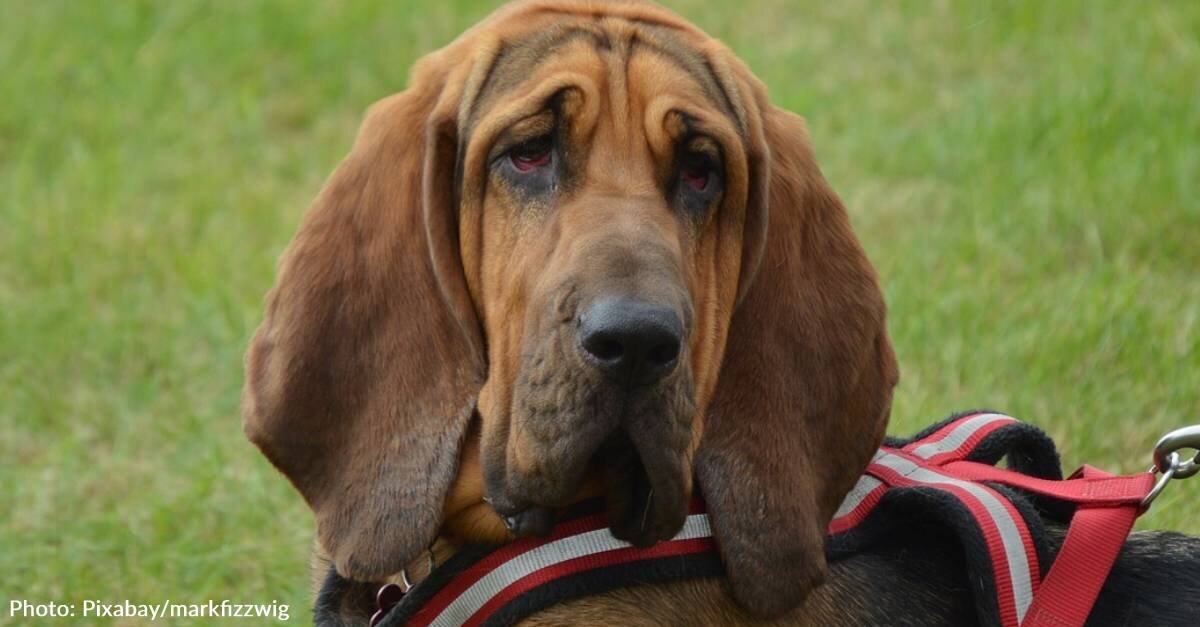 image - Bloodhound Has The Patience Of A Saint With Her Feisty Chihuahua Brother