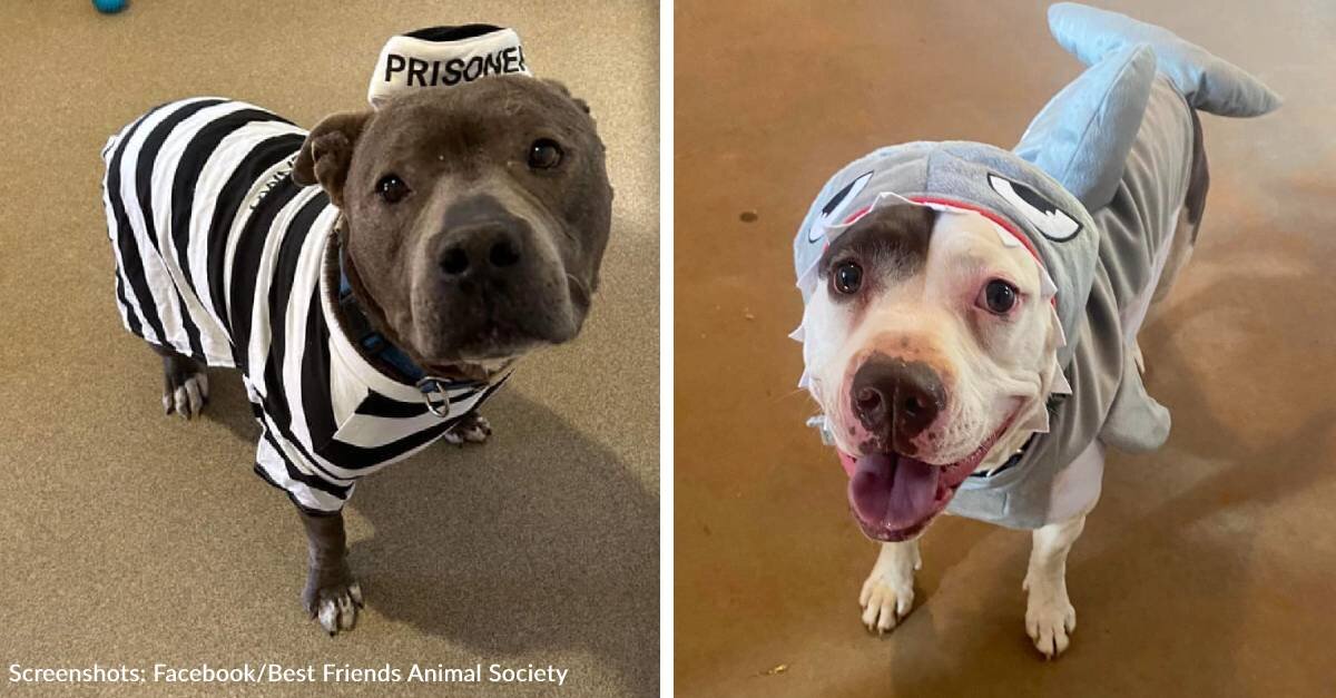 image - Adoptable Dogs Dress Up For Halloween At Best Friends Sanctuary