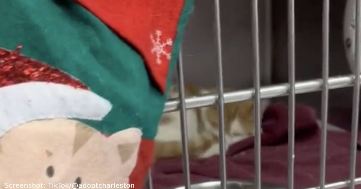 West Virginia Shelter Fills Christmas Stockings For Each Homeless Dog & Cat To Be Opened On Christmas Morning