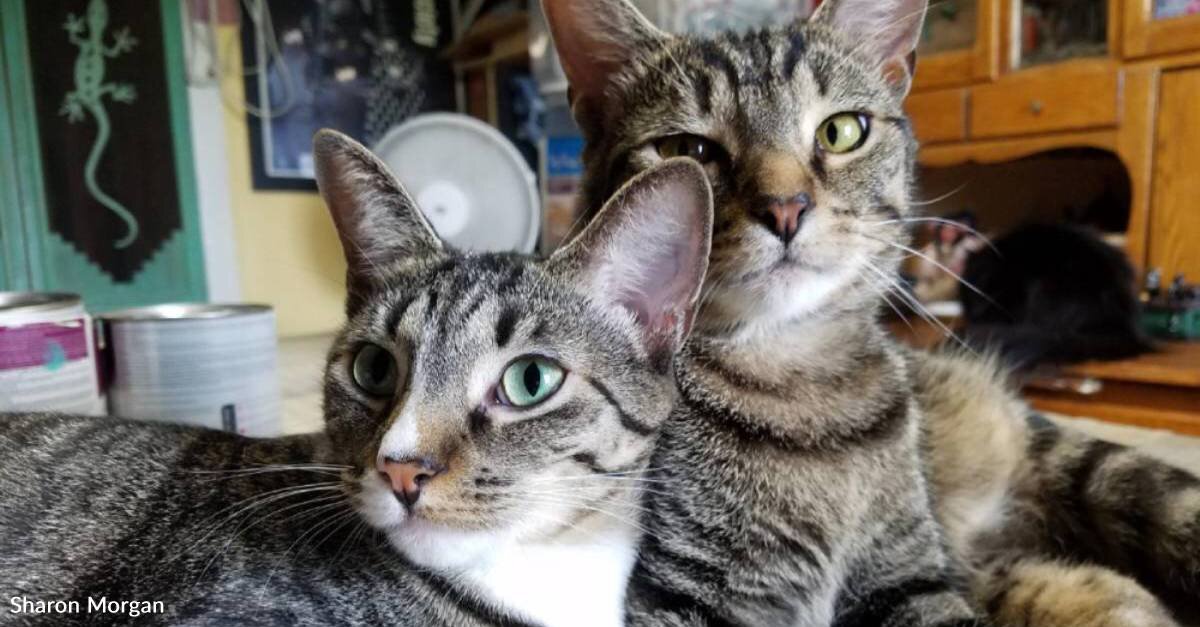 Woman Finds Two Stray Tabby Kittens From Different Litters in the Same ...