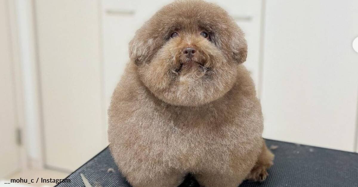 image - Meet Mohu, The Round Pup Dubbed “World’s Cutest Dog”