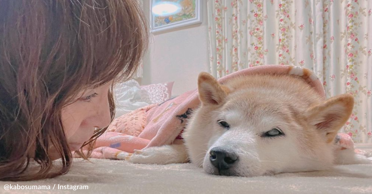 image - Shiba Inu Who Inspired “Doge Meme” Faces Serious Illness
