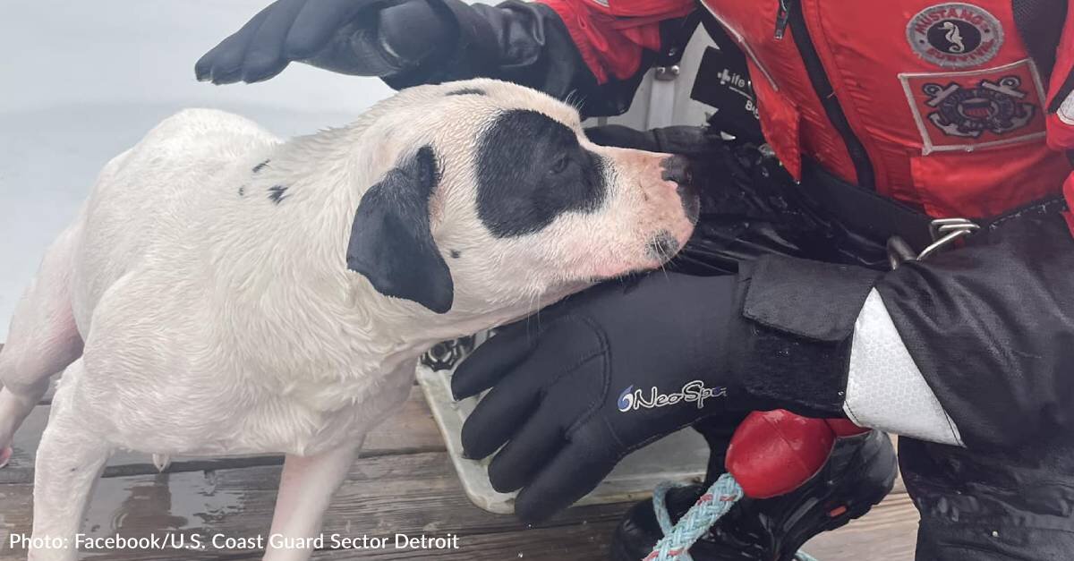 image - Coast Guard Rushes to Save Dog Who Fell Through Ice in Detroit River