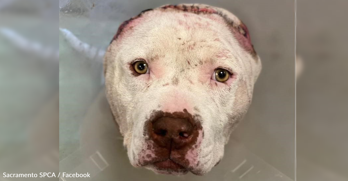 Vet Tech Crochets “Ears” For Sweet Rescue Pit Bull Who Lost His