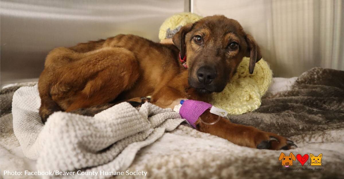 Emaciated Puppy Found Near Death In Woods Takes First Steps On His Own