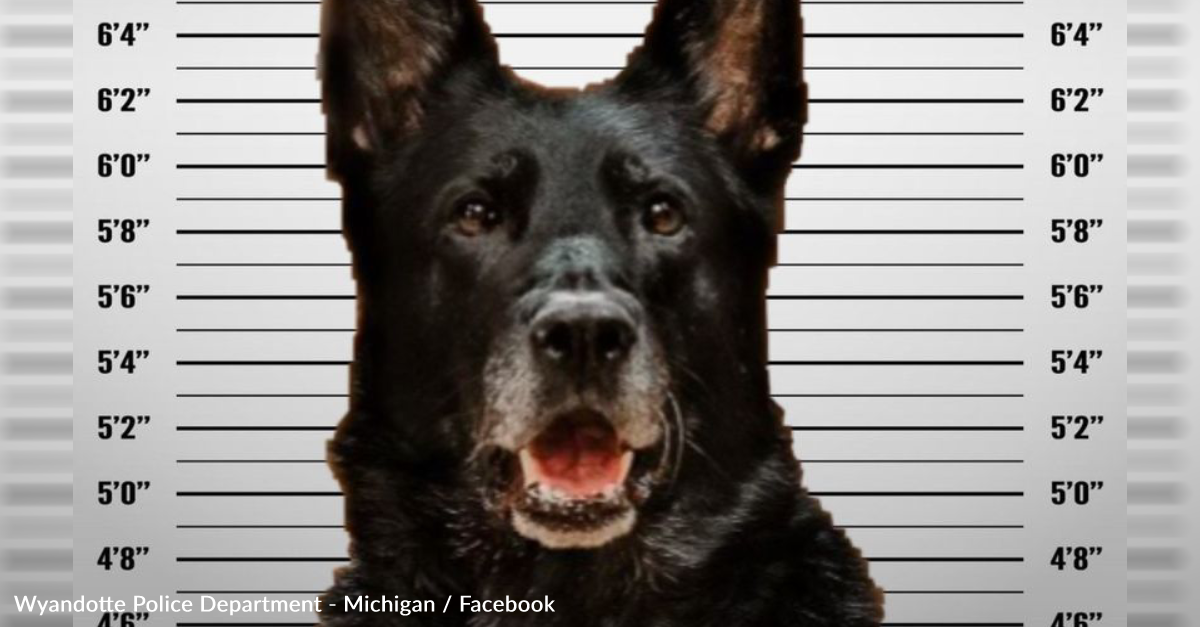 Police Department Investigates Dog For Break Room Lunch Theft