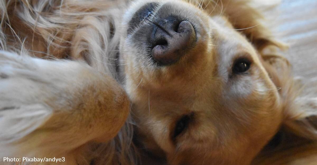 Man Shares Hilarious Reasons Why His Golden Retriever “Wouldn’t Survive In The Wild”