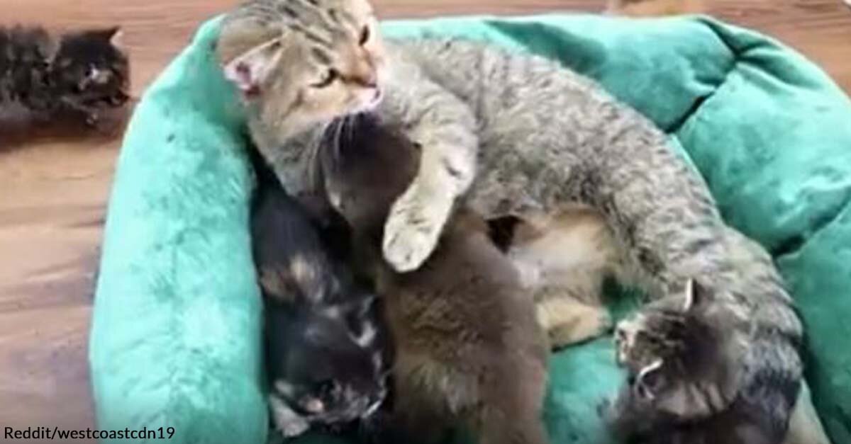 Watch This Baby Otter Receive Warm Cuddles from a Mama Cat and Her Kittens