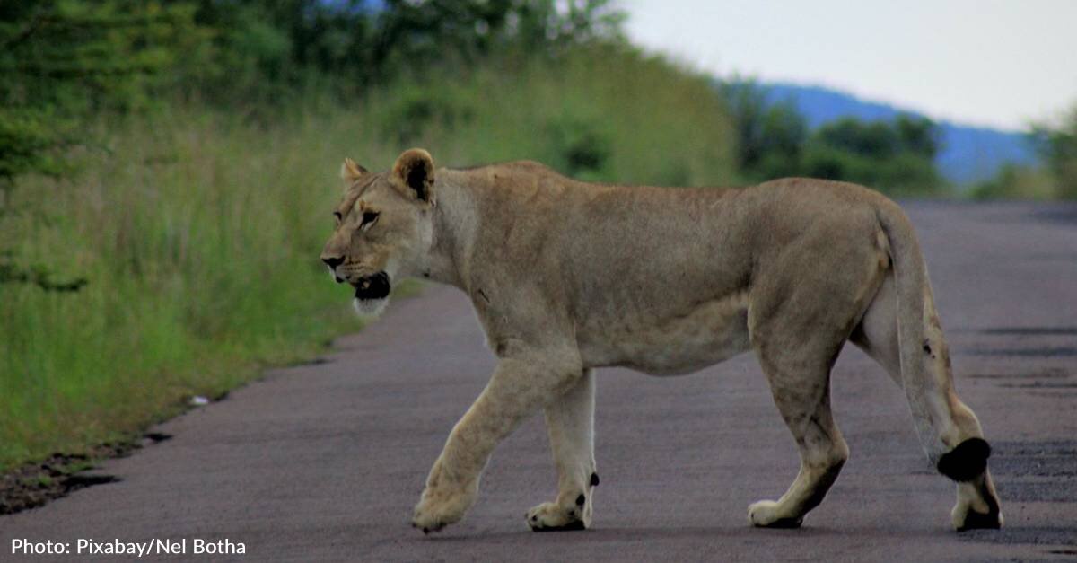 image - Lions Bring Traffic To A Halt At Kruger National Park