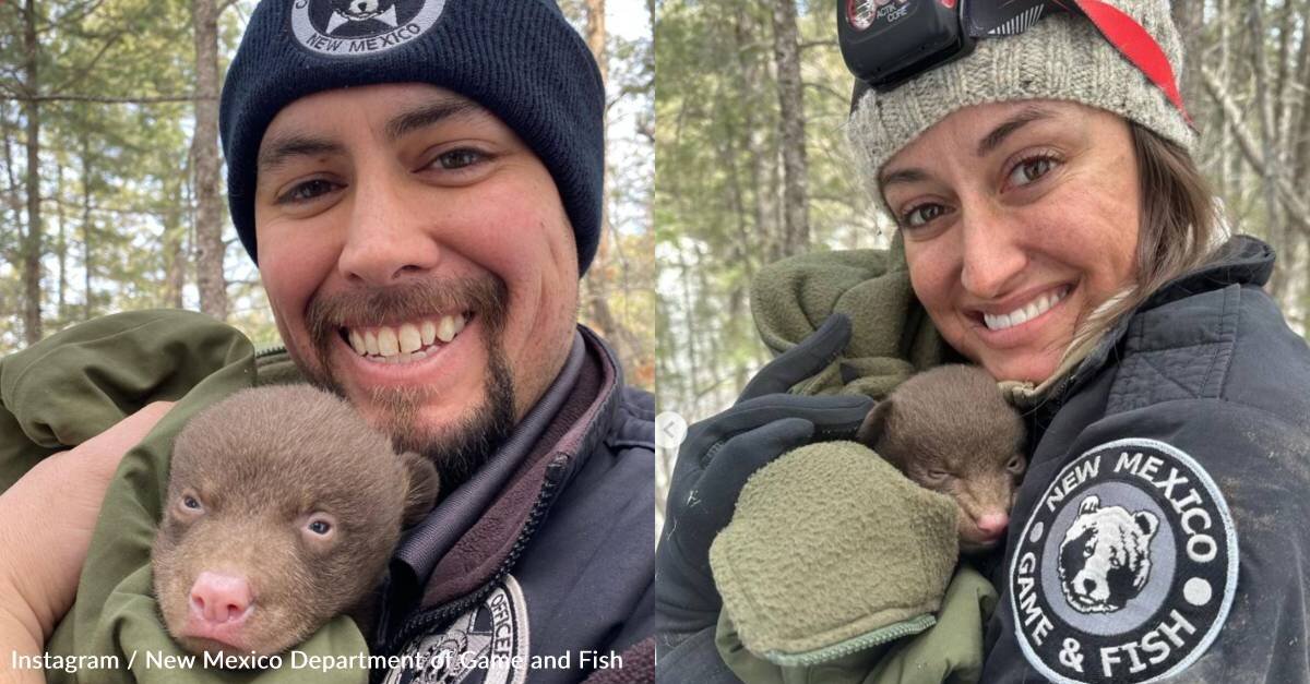 New Mexico Wildlife Agency Says It's Looking for 'Professional Bear Huggers'