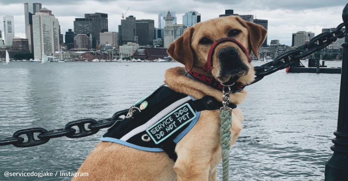 image - Mom Explains To Child Why She Can’t Pet Woman’s Service Dog