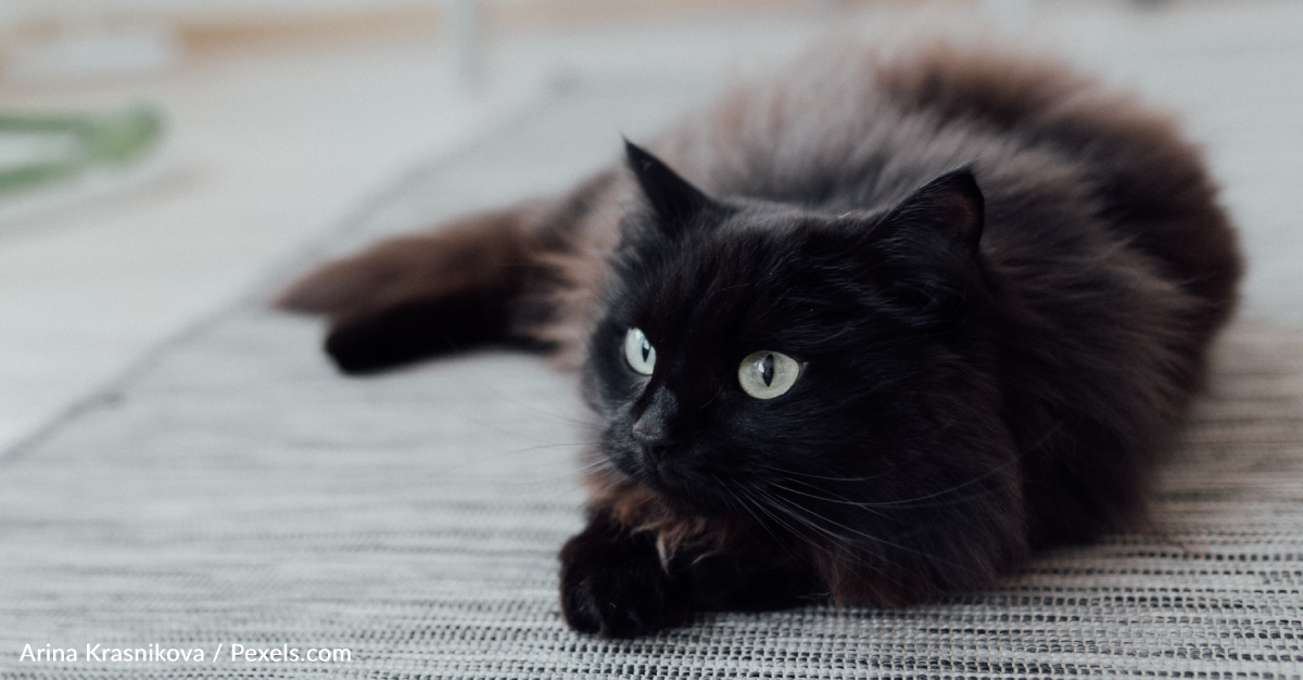 Black Cat Does Adorable 