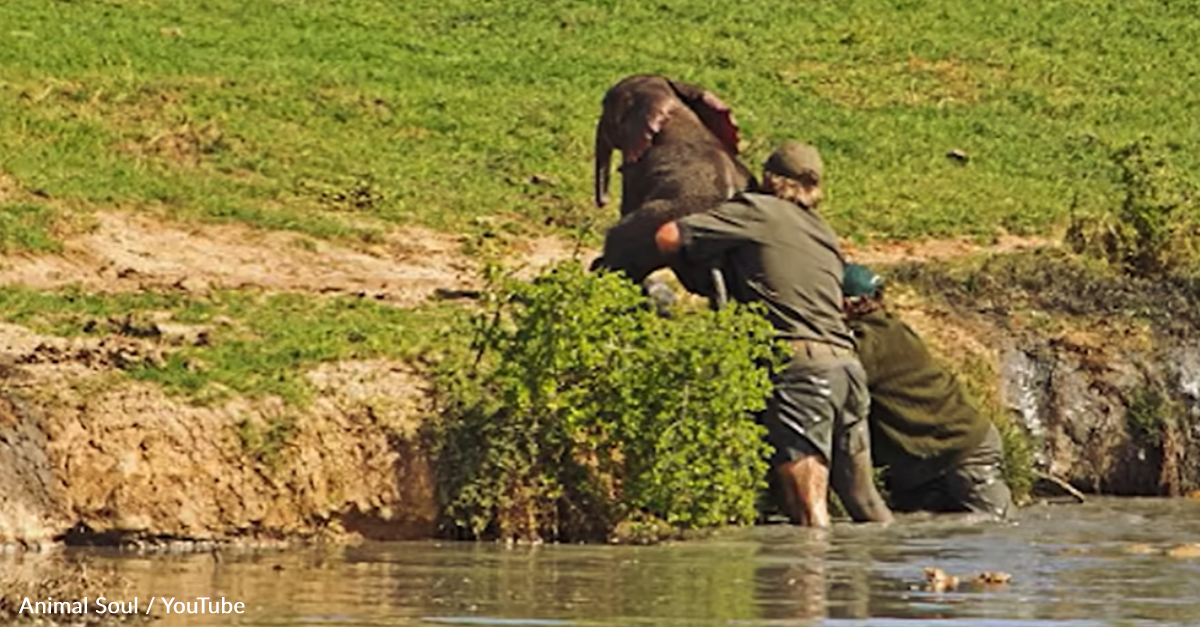 Elephant Herd Gives Thanks To Men Who Saved Their Drowning Calf - The