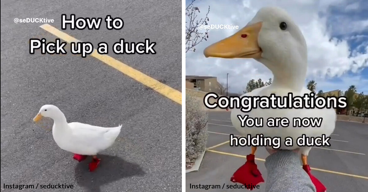 Wrinkle The Duck Demonstrates How You Can Easily Pick Up A Duck - The ...