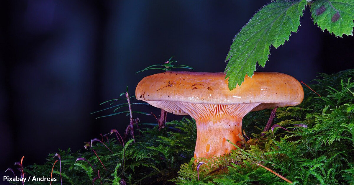 Study Finds That Planting Mushrooms Through Mycoforestry Can Feed