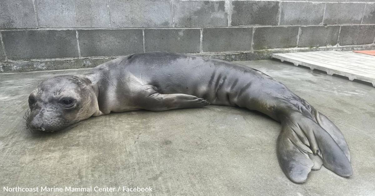 Rescue Seals Kiss Each Other Goodbye When They're Finally Set Free - The  Rainforest Site News