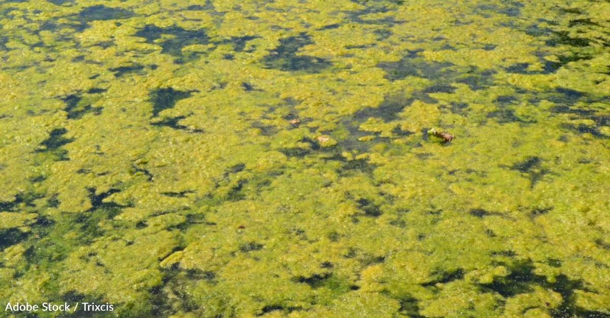 New CDC Report Shows Harmful Algal Blooms Are Making People and Animals