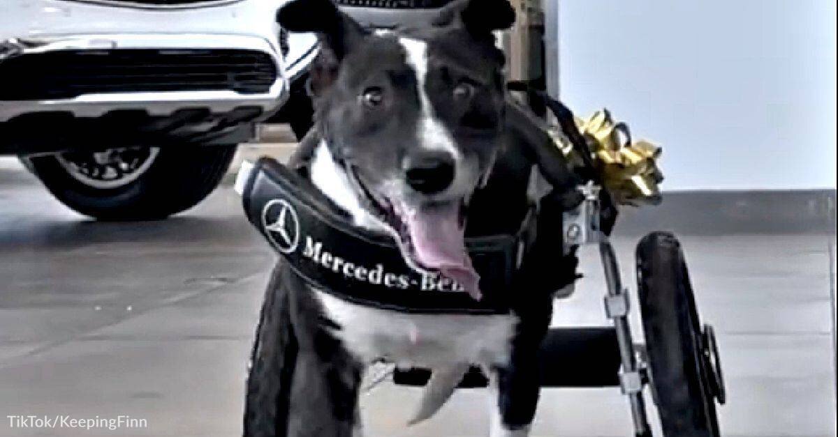 Disabled Dog Gets Wheelchair Gifted From Mercedes Benz & Others - GoodNews  by GreaterGood