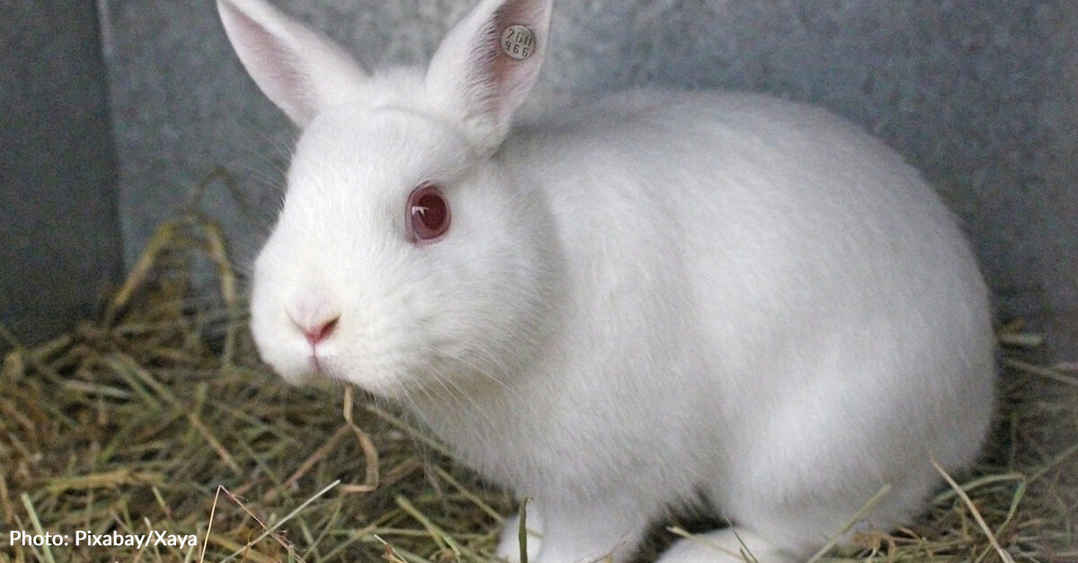 Chile Becomes 45th Country To Ban Cosmetic Testing On Animals