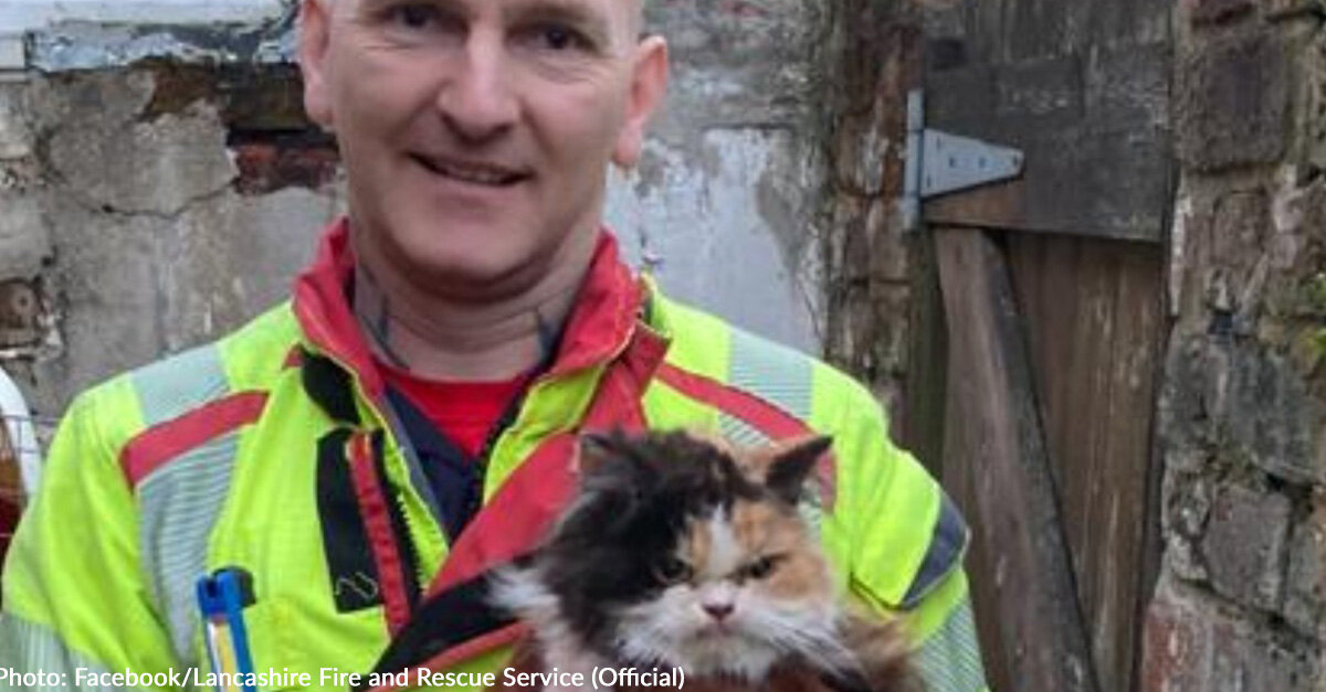 Firefighters Chisel Through Wall To Rescue Cat Who Does Not Appear Grateful