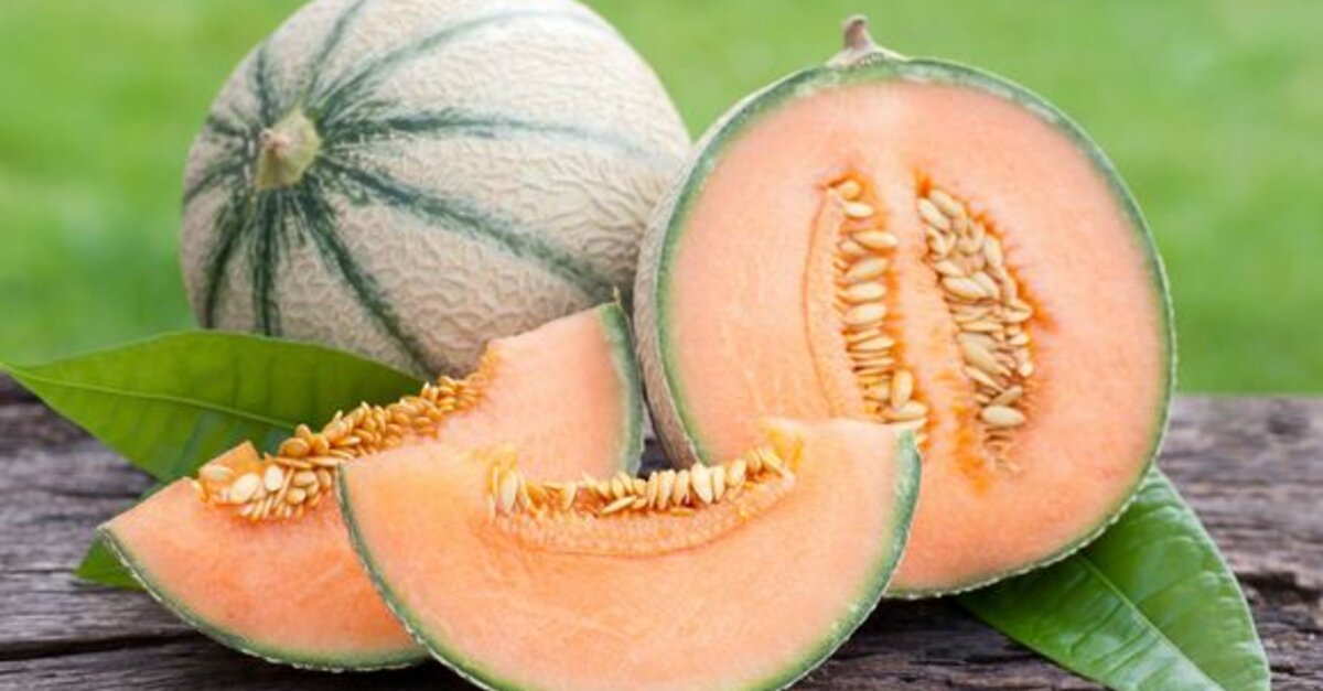 8 Fun Facts About Cantaloupe – The Humble Gardener