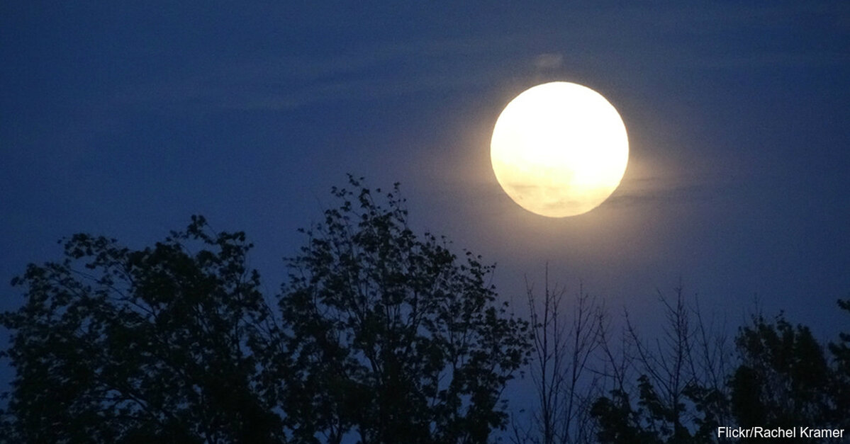 Is Animal Behavior Affected by a Full Moon? - The Animal Rescue Site News