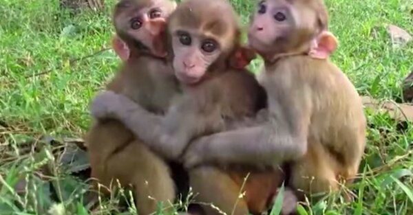 A Trio Of Rescued Baby Monkeys Love To Cuddle The Rainforest Site News