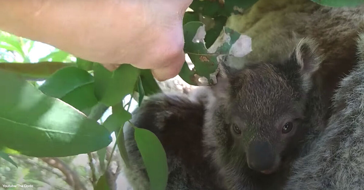 When This Koala Mama Gave Birth, Her Rescuers Had No Idea ...