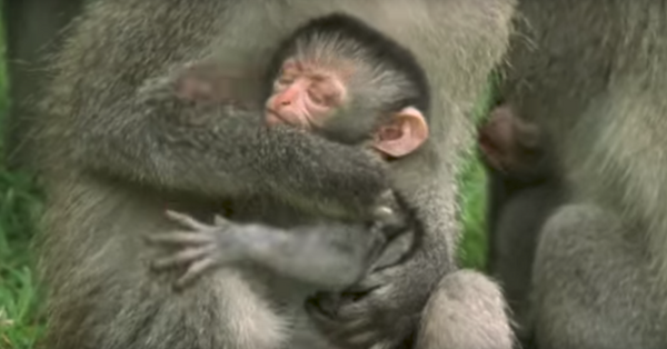 rainforest baby monkeys