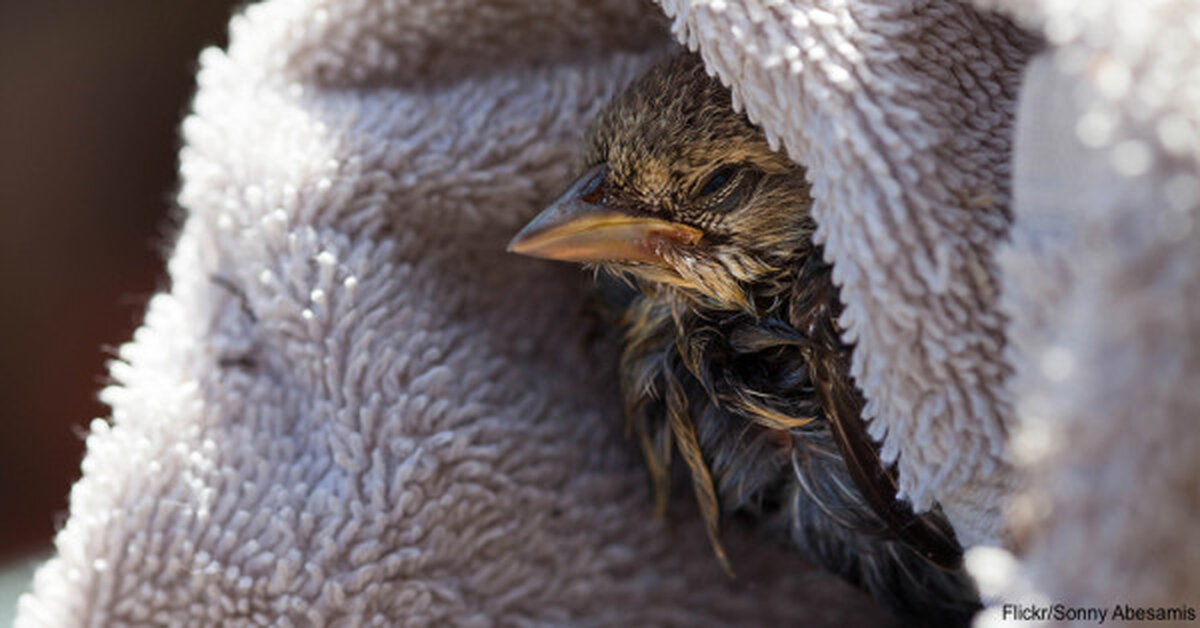 Here’s How To Care For An Injured Bird Until Help Arrives! The
