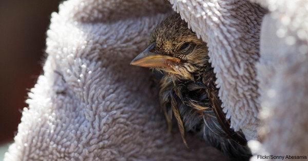 Here's How To Care For An Injured Bird Until Help Arrives! - The Rainforest  Site News