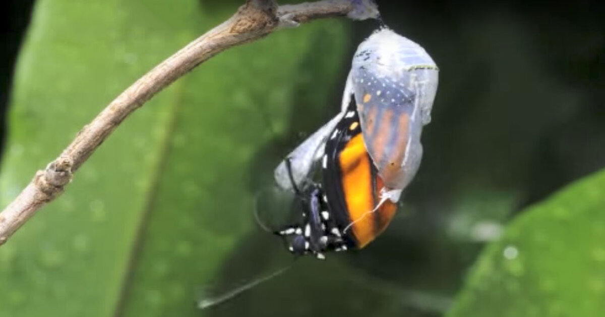 Watch The Amazing Moment When A Caterpillar Transforms Into A