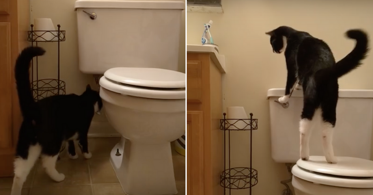 Man Is Shocked At His High Water Bill, Then Realizes His Cat Has Been