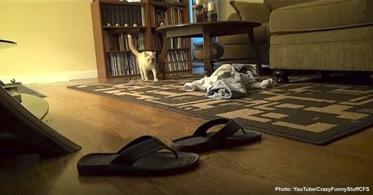 animal rescue flip flops