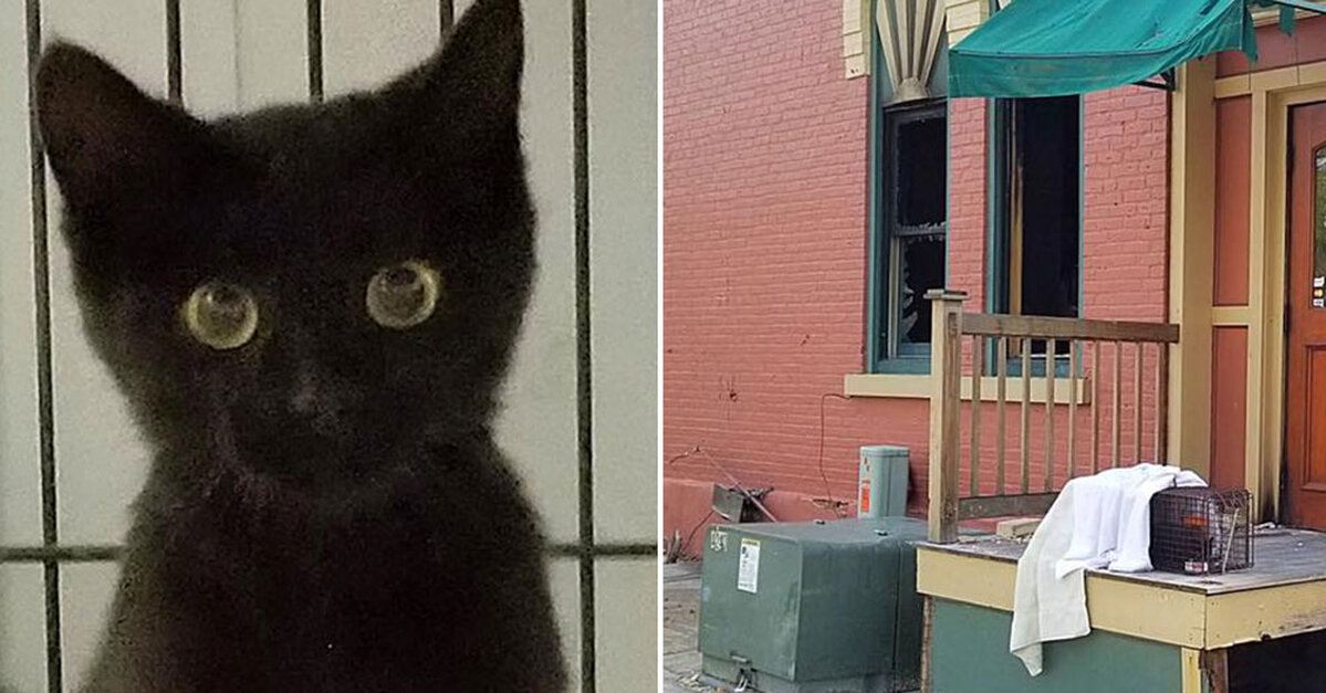 Tiny Kitten  Rescued In Ashes Of Famous West  Michigan  Hot 