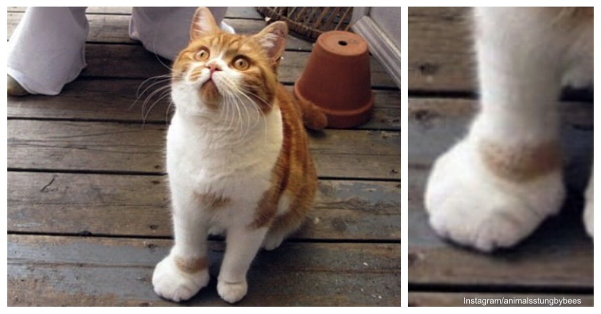 MeOUCH! 8 Photos Of Cats Stung By Bees That Are Painfully Adorable