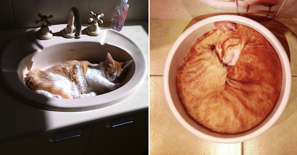 We Finally Have An Answer To The Question Are Cats A Liquid The Animal Rescue Site News