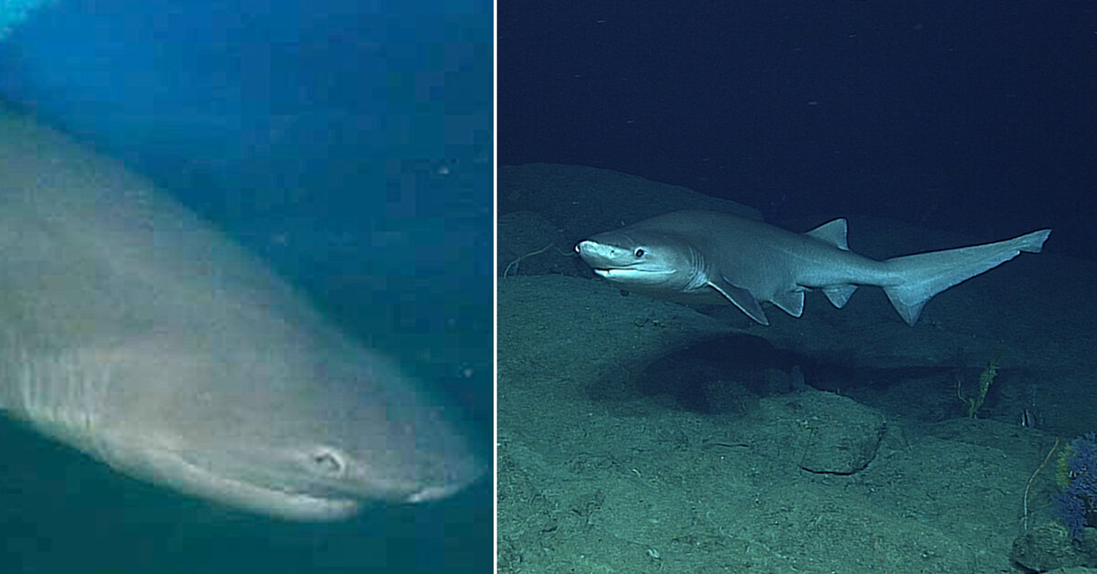 New Species of Sixgill Shark Discovered Deep In The Atlantic Ocean