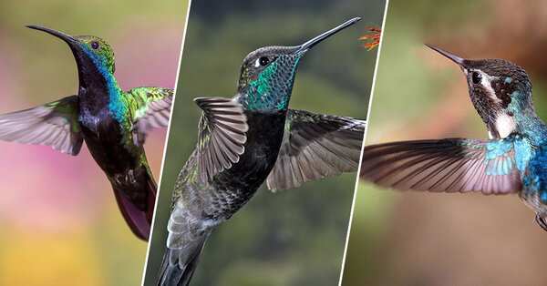 A Look Inside The Illegal Hummingbird Trade The Rainforest Site News